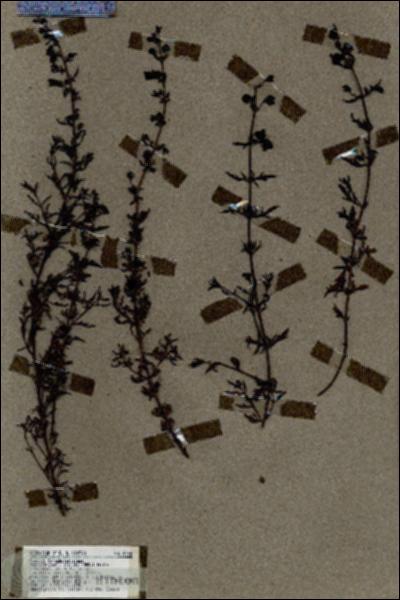 URN_catalog_HBHinton_herbarium_19016.jpg.jpg