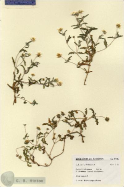 URN_catalog_HBHinton_herbarium_27756.jpg.jpg