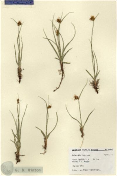 URN_catalog_HBHinton_herbarium_27562.jpg.jpg