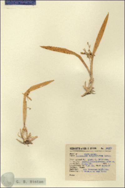 URN_catalog_HBHinton_herbarium_14198.jpg.jpg
