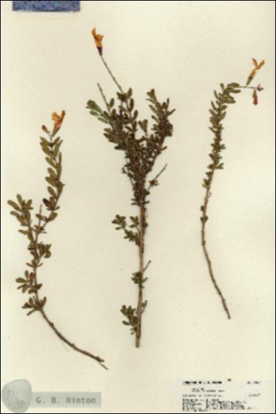 URN_catalog_HBHinton_herbarium_22067.jpg.jpg