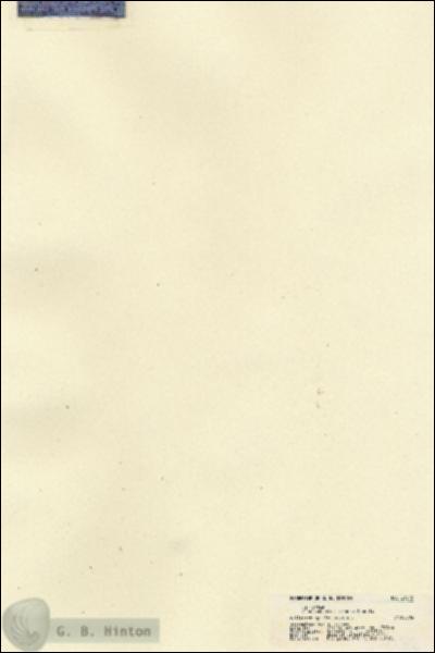 URN_catalog_HBHinton_herbarium_21515.jpg.jpg