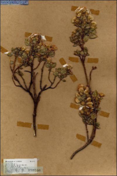 URN_catalog_HBHinton_herbarium_17272.jpg.jpg