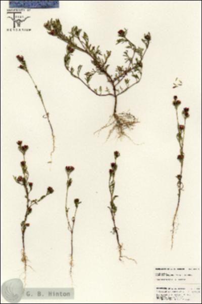 URN_catalog_HBHinton_herbarium_25574.jpg.jpg