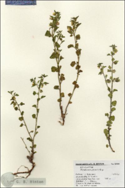 URN_catalog_HBHinton_herbarium_23105.jpg.jpg