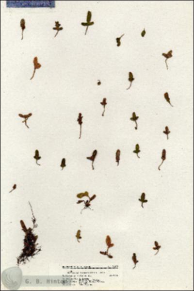 URN_catalog_HBHinton_herbarium_21129.jpg.jpg
