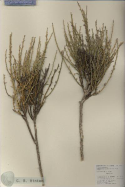 URN_catalog_HBHinton_herbarium_27011.jpg.jpg