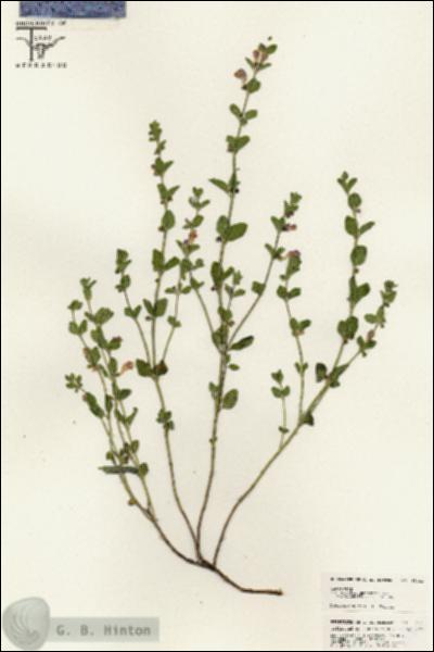 URN_catalog_HBHinton_herbarium_25442.jpg.jpg