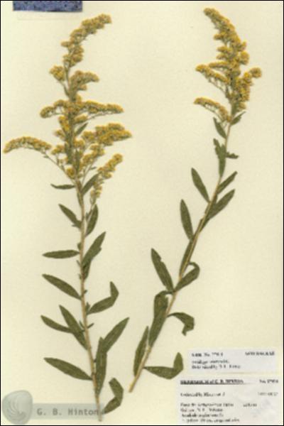 URN_catalog_HBHinton_herbarium_27414.jpg.jpg
