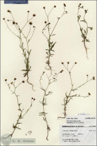 URN_catalog_HBHinton_herbarium_27243.jpg.jpg