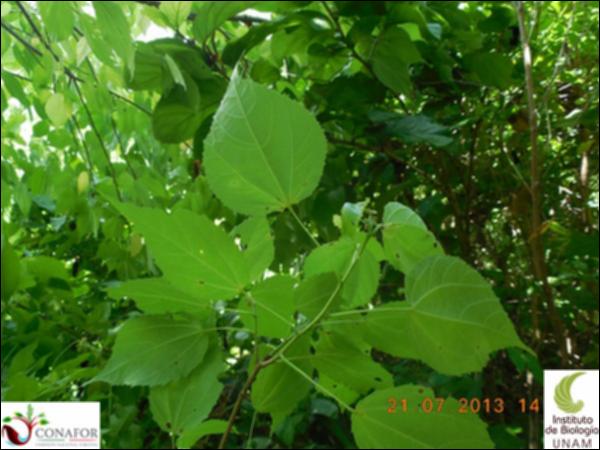 76399_S1_HJ2_20130721_001_001.jpg.jpg