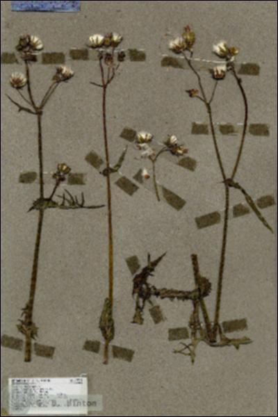 URN_catalog_HBHinton_herbarium_19521.jpg.jpg