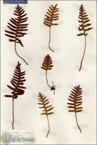 URN_catalog_HBHinton_herbarium_17190.jpg.jpg