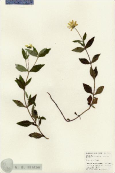 URN_catalog_HBHinton_herbarium_24819.jpg.jpg