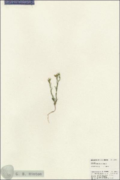 URN_catalog_HBHinton_herbarium_25371.jpg.jpg