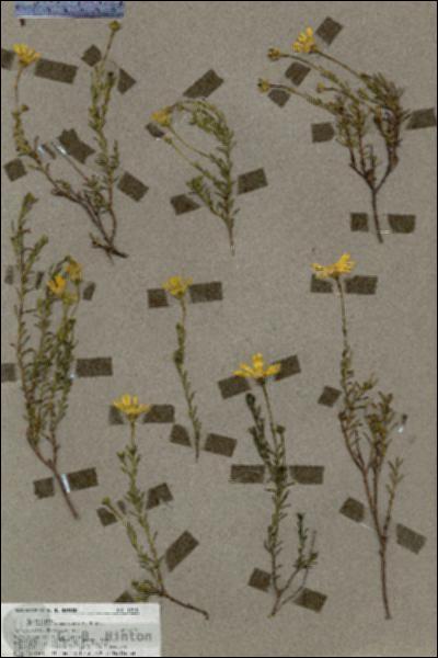 URN_catalog_HBHinton_herbarium_19610.jpg.jpg