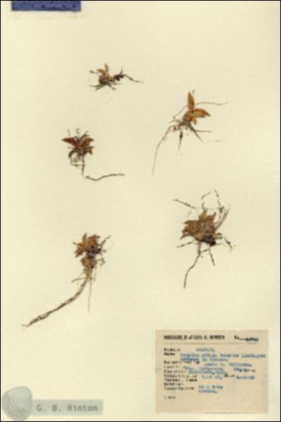 URN_catalog_HBHinton_herbarium_13728.jpg.jpg