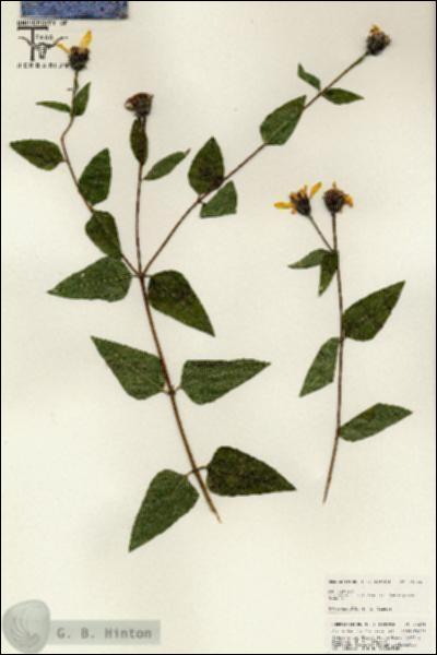 URN_catalog_HBHinton_herbarium_25624.jpg.jpg