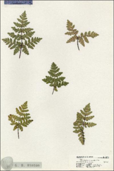 URN_catalog_HBHinton_herbarium_20579.jpg.jpg