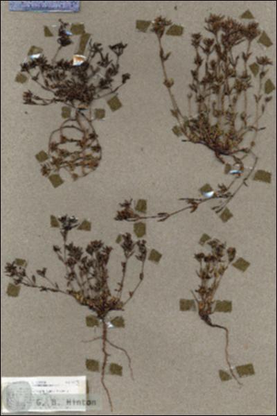 URN_catalog_HBHinton_herbarium_18979.jpg.jpg