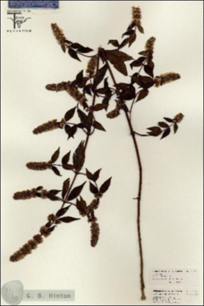 URN_catalog_HBHinton_herbarium_26330.jpg.jpg