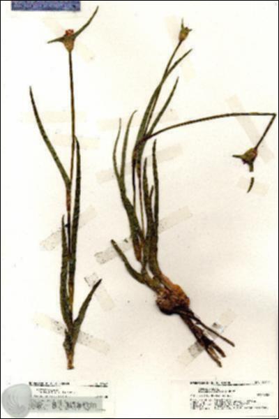 URN_catalog_HBHinton_herbarium_19647.jpg.jpg