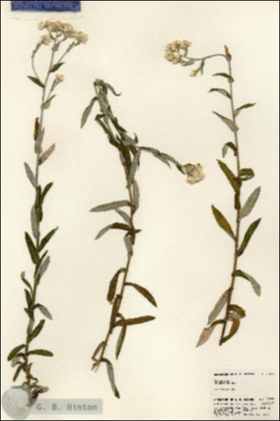 URN_catalog_HBHinton_herbarium_23071.jpg.jpg