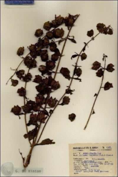 URN_catalog_HBHinton_herbarium_5409.jpg.jpg