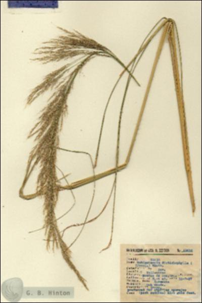 URN_catalog_HBHinton_herbarium_11635.jpg.jpg