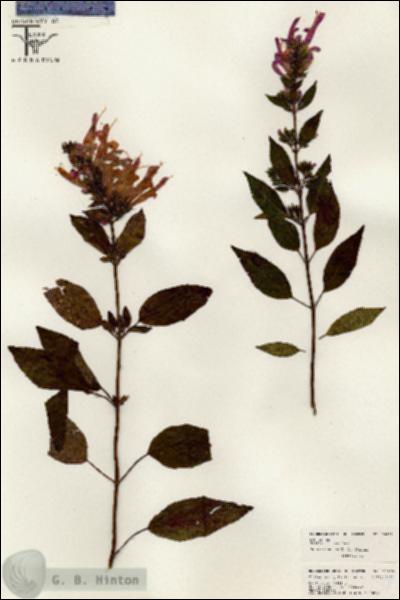 URN_catalog_HBHinton_herbarium_26405.jpg.jpg
