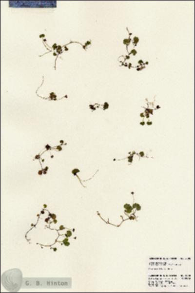 URN_catalog_HBHinton_herbarium_24088.jpg.jpg