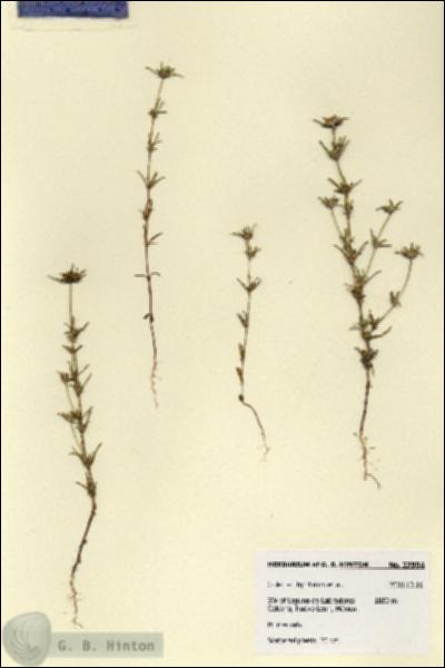 URN_catalog_HBHinton_herbarium_27904.jpg.jpg