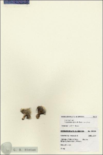 URN_catalog_HBHinton_herbarium_28124.jpg.jpg