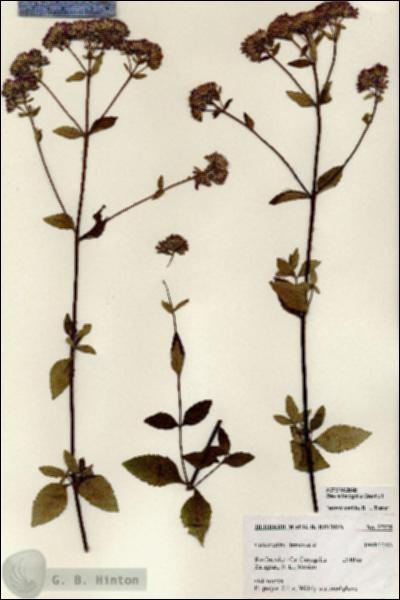 URN_catalog_HBHinton_herbarium_27278.jpg.jpg