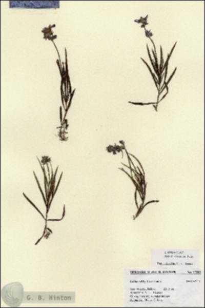 URN_catalog_HBHinton_herbarium_27393.jpg.jpg