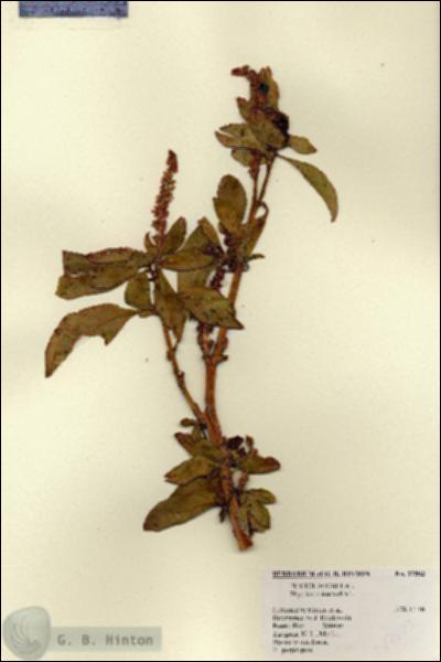 URN_catalog_HBHinton_herbarium_17503.jpg.jpg