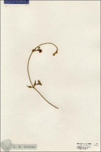 URN_catalog_HBHinton_herbarium_20361.jpg.jpg