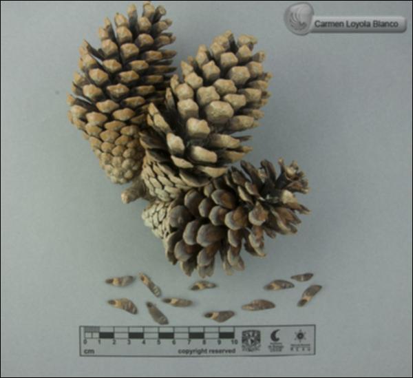 Pinus-greggii-FS7361.jpg.jpg