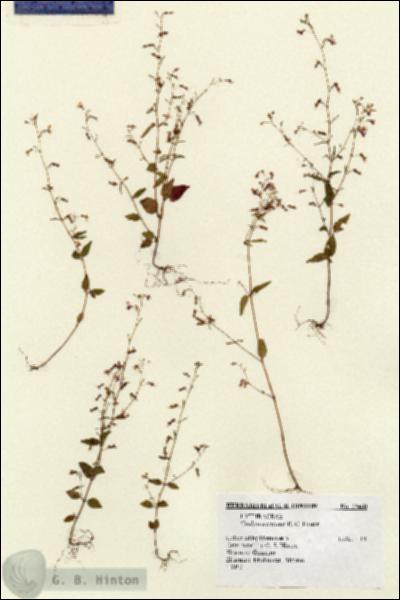 URN_catalog_HBHinton_herbarium_13460.jpg.jpg