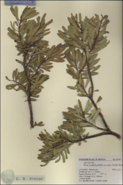 URN_catalog_HBHinton_herbarium_27341.jpg.jpg