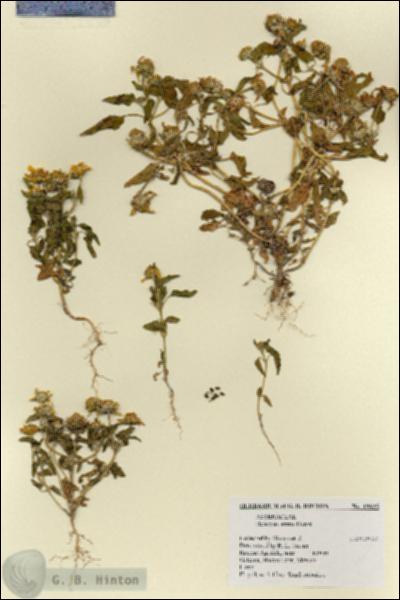 URN_catalog_HBHinton_herbarium_19625.jpg.jpg