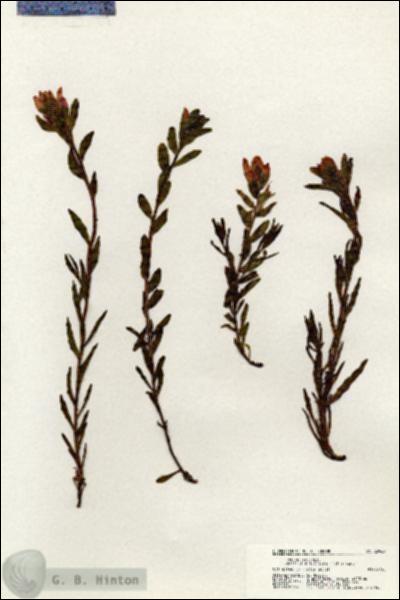 URN_catalog_HBHinton_herbarium_20967.jpg.jpg