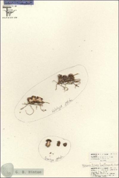 URN_catalog_HBHinton_herbarium_25771.jpg.jpg