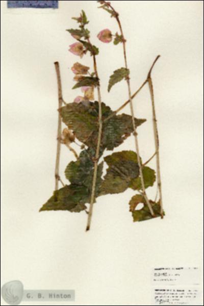 URN_catalog_HBHinton_herbarium_24895.jpg.jpg