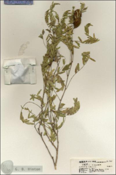 URN_catalog_HBHinton_herbarium_21267.jpg.jpg
