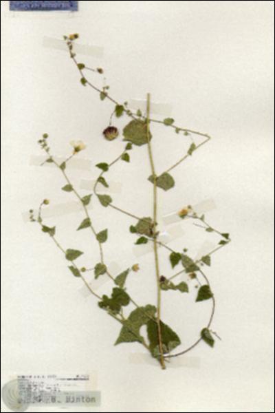 URN_catalog_HBHinton_herbarium_19242.jpg.jpg