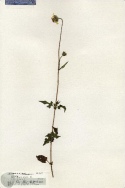 URN_catalog_HBHinton_herbarium_20747.jpg.jpg