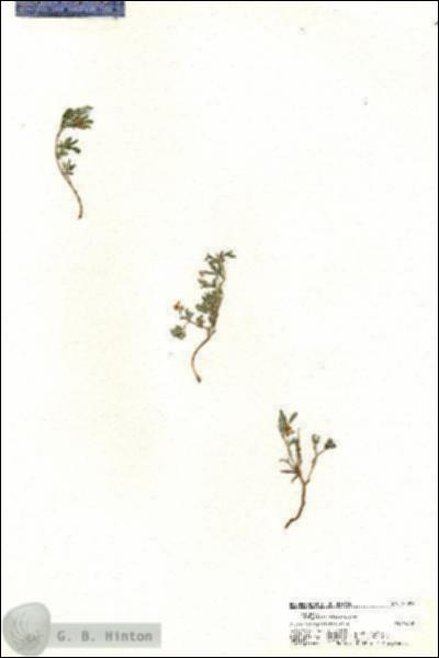 URN_catalog_HBHinton_herbarium_20392.jpg.jpg