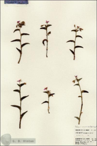 URN_catalog_HBHinton_herbarium_24494.jpg.jpg