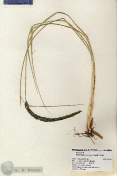 URN_catalog_HBHinton_herbarium_20868.jpg.jpg